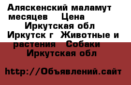 Аляскенский маламут.6 месяцев. › Цена ­ 5 000 - Иркутская обл., Иркутск г. Животные и растения » Собаки   . Иркутская обл.